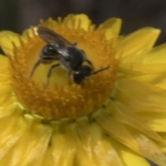 Lasioglossum (Chilalictus) lanarium at Belconnen, ACT - 30 Oct 2023 09:56 AM