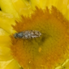 Austrotephritis poenia (Australian Fruit Fly) at Belconnen, ACT - 29 Oct 2023 by AlisonMilton