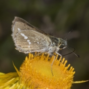 Taractrocera papyria at Belconnen, ACT - 30 Oct 2023