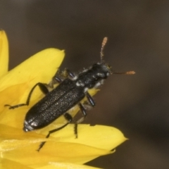 Eleale simplex (Clerid beetle) at Belconnen, ACT - 29 Oct 2023 by AlisonMilton