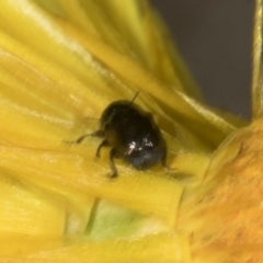 Alticini (tribe) (Unidentified flea beetle) at Belconnen, ACT - 29 Oct 2023 by AlisonMilton