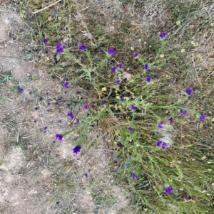 Echium plantagineum at Torrens, ACT - 5 Nov 2023 07:55 AM