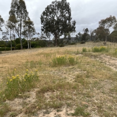 Hypericum perforatum (St John's Wort) at Torrens, ACT - 5 Nov 2023 by courtneyb
