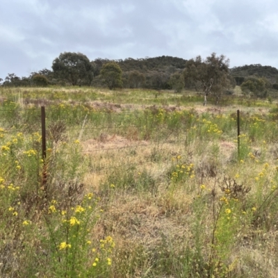 Hypericum perforatum (St John's Wort) at Torrens, ACT - 5 Nov 2023 by courtneyb