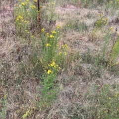 Hypericum perforatum at Torrens, ACT - 5 Nov 2023 07:55 AM