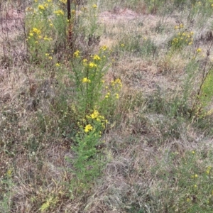 Hypericum perforatum at Torrens, ACT - 5 Nov 2023 07:55 AM