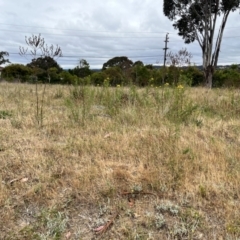 Hypericum perforatum (St John's Wort) at Torrens, ACT - 5 Nov 2023 by courtneyb