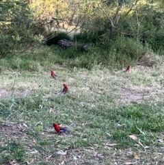 Platycercus elegans (Crimson Rosella) at Acton, ACT - 2 Nov 2023 by courtneyb