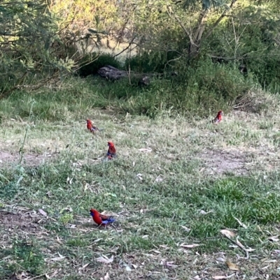 Platycercus elegans (Crimson Rosella) at Acton, ACT - 2 Nov 2023 by courtneyb