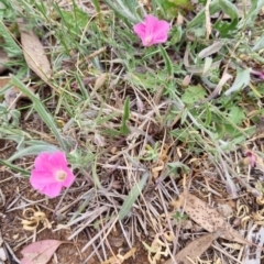 Convolvulus angustissimus subsp. angustissimus (Australian Bindweed) at Yarralumla, ACT - 5 Nov 2023 by jpittock