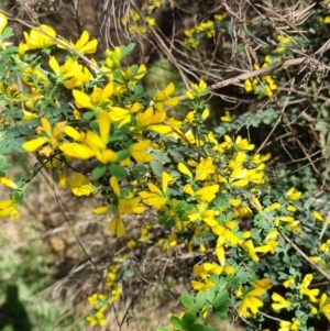 Genista monspessulana at O'Connor, ACT - 30 Sep 2023 08:08 AM