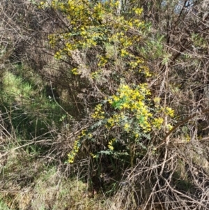 Genista monspessulana at O'Connor, ACT - 30 Sep 2023