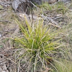 Carex sp. (A Sedge) at Captains Flat, NSW - 4 Nov 2023 by Csteele4
