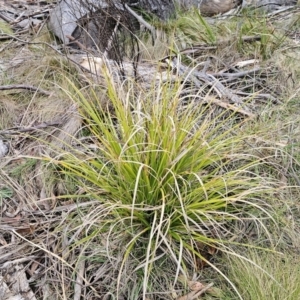 Carex sp. at QPRC LGA - 4 Nov 2023 06:23 PM