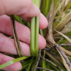 Carex sp. at QPRC LGA - 4 Nov 2023 06:23 PM