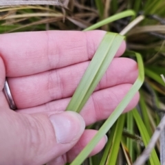 Carex sp. at QPRC LGA - 4 Nov 2023 06:23 PM