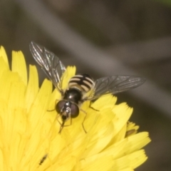Simosyrphus grandicornis (Common hover fly) at The Pinnacle - 29 Oct 2023 by AlisonMilton