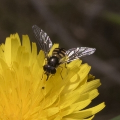 Simosyrphus grandicornis at Pinnacle NR (PIN) - 30 Oct 2023 10:26 AM