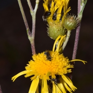 Lasioglossum (Chilalictus) lanarium at Acton, ACT - 4 Nov 2023 05:03 PM