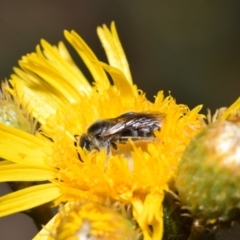 Lasioglossum (Chilalictus) lanarium at Acton, ACT - 4 Nov 2023 05:03 PM