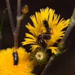 Lasioglossum (Chilalictus) lanarium at Acton, ACT - 4 Nov 2023 05:03 PM