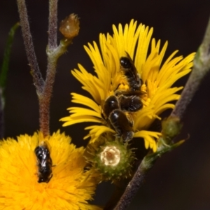 Lasioglossum (Chilalictus) lanarium at Acton, ACT - 4 Nov 2023 05:03 PM