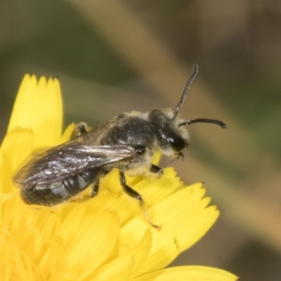 Lasioglossum (Chilalictus) lanarium (Halictid bee) at Page, ACT - 30 Oct 2023 by AlisonMilton