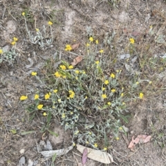 Chrysocephalum apiculatum (Common Everlasting) at Torrens, ACT - 4 Nov 2023 by courtneyb