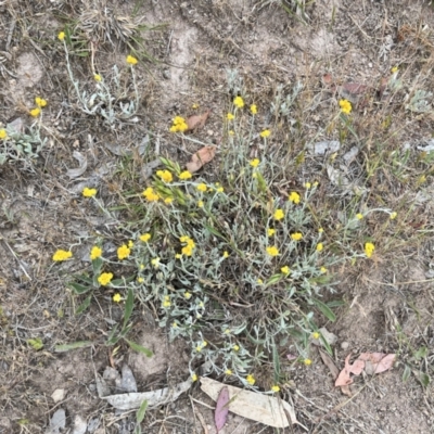 Chrysocephalum apiculatum (Common Everlasting) at Torrens, ACT - 4 Nov 2023 by courtneyb