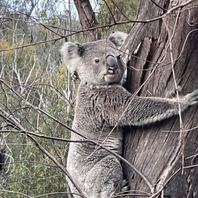 Phascolarctos cinereus (Koala) at Newnes Plateau, NSW - 1 Nov 2023 by EmmBee