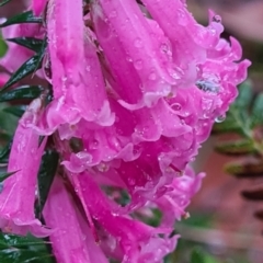 Epacris impressa (Common Heath) at Cape Pillar, TAS - 22 Mar 2022 by Steve818