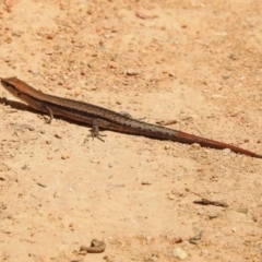 Lampropholis guichenoti (Common Garden Skink) at Namadgi National Park - 3 Nov 2023 by JohnBundock