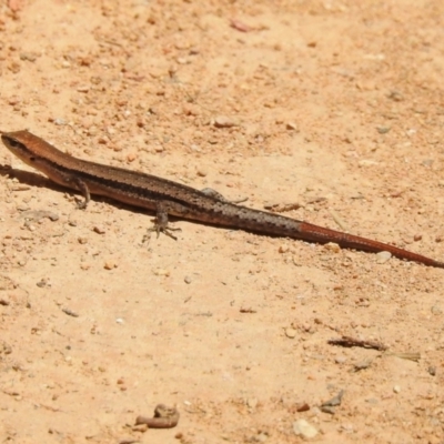 Lampropholis guichenoti (Common Garden Skink) at Cotter River, ACT - 3 Nov 2023 by JohnBundock