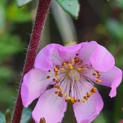 Bauera rubioides (Wiry Bauera) at Cape Pillar, TAS - 22 Mar 2022 by Steve818