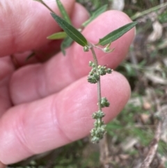 Einadia nutans (Climbing Saltbush) at Belconnen, ACT - 4 Nov 2023 by lbradley