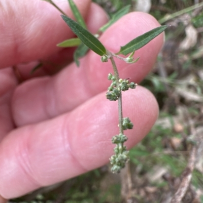 Einadia nutans (Climbing Saltbush) at Aranda, ACT - 4 Nov 2023 by lbradley