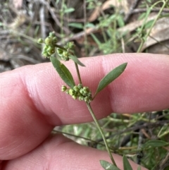 Einadia nutans at Aranda, ACT - 5 Nov 2023 10:38 AM