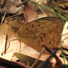 Heteronympha merope (Common Brown Butterfly) at Namadgi National Park - 3 Nov 2023 by JohnBundock