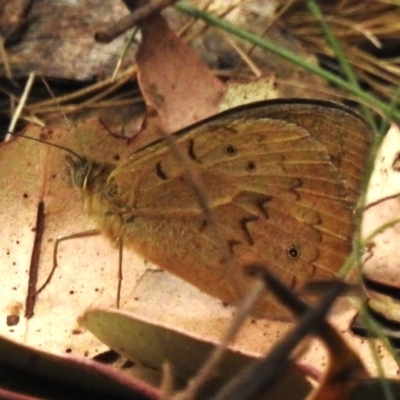 Heteronympha merope (Common Brown Butterfly) at Cotter River, ACT - 3 Nov 2023 by JohnBundock