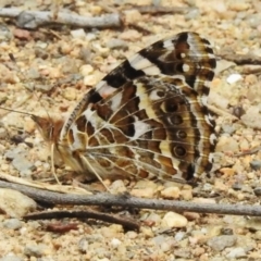 Vanessa kershawi (Australian Painted Lady) at Namadgi National Park - 3 Nov 2023 by JohnBundock