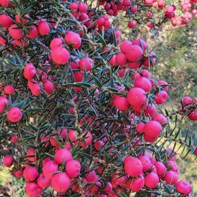 Leptecophylla oxycedrus (Crimson Berry) at Cape Pillar, TAS - 29 Apr 2023 by Steve818