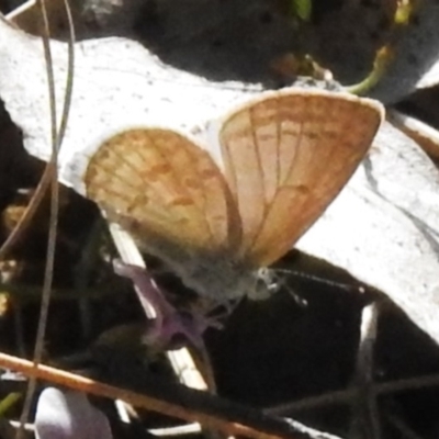 Zizina otis (Common Grass-Blue) at Cotter River, ACT - 3 Nov 2023 by JohnBundock