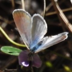 Zizina otis at Cotter River, ACT - 3 Nov 2023 11:54 AM