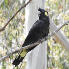 Zanda funerea (Yellow-tailed Black-Cockatoo) at Cotter River, ACT - 3 Nov 2023 by JohnBundock