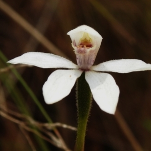 Caladenia alpina at Cotter River, ACT - 3 Nov 2023