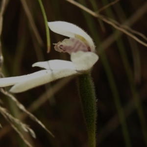 Caladenia alpina at Cotter River, ACT - 3 Nov 2023