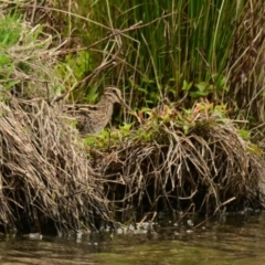 Gallinago hardwickii (Latham's Snipe) at West Belconnen Pond - 4 Nov 2023 by Thurstan