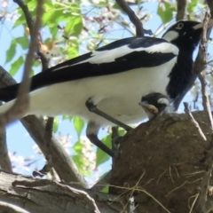 Grallina cyanoleuca (Magpie-lark) at Wagga Wagga, NSW - 20 Oct 2023 by RobParnell