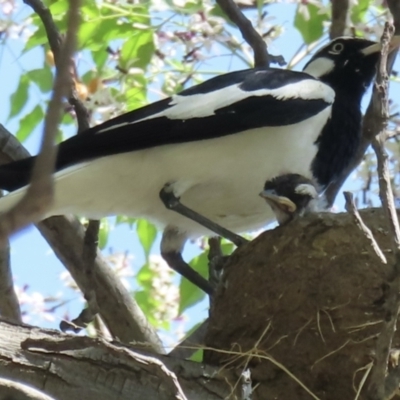 Grallina cyanoleuca (Magpie-lark) at Wagga Wagga, NSW - 20 Oct 2023 by RobParnell