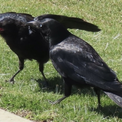 Corvus mellori (Little Raven) at Wagga Wagga, NSW - 19 Oct 2023 by RobParnell